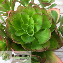 Load image into Gallery viewer, Aeonium 'Emerald Carpet'