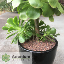 Load image into Gallery viewer, Aeonium undulatum