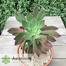 Load image into Gallery viewer, Aeonium leucoblepharum (Yemen Form)