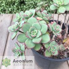 Load image into Gallery viewer, Aeonium haworthii