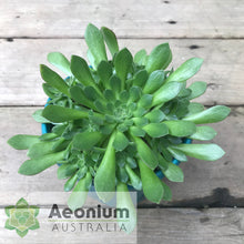 Load image into Gallery viewer, Aeonium 'Cupcake'