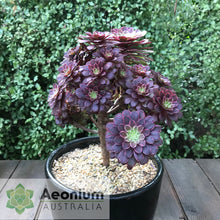 Load image into Gallery viewer, Aeonium 'Inferno'