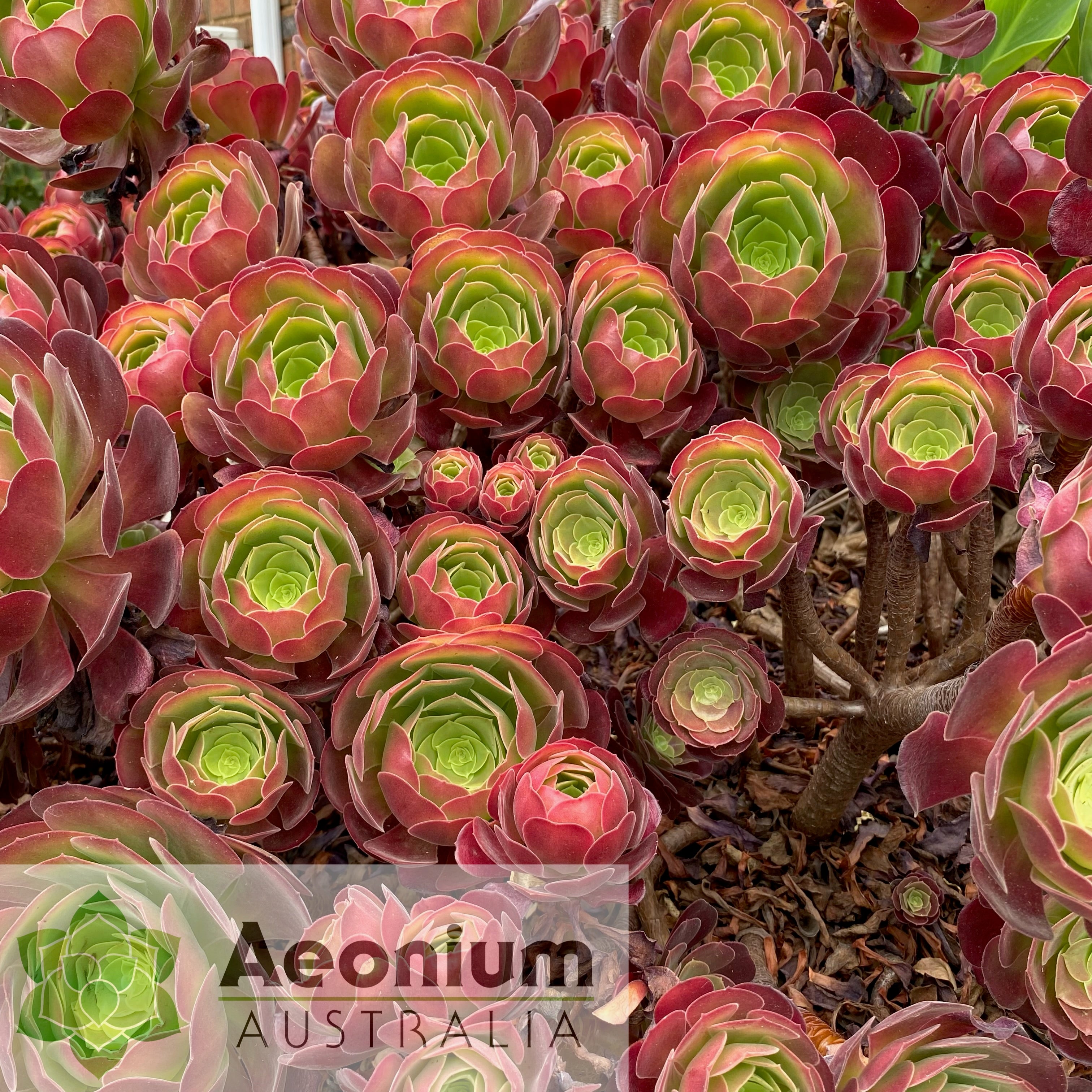 aeonium blushing beauty succulent Aeonium 'Blushing Beauty'