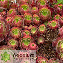 Load image into Gallery viewer, Aeonium 'Blushing Beauty'