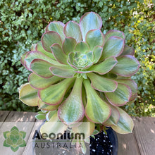 Load image into Gallery viewer, Aeonium 'Athena'