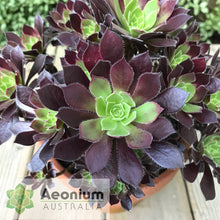 Load image into Gallery viewer, Aeonium 'Du Rozzen'