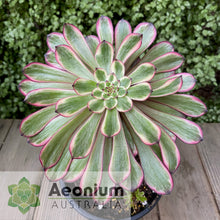 Load image into Gallery viewer, Aeonium 'Zixia Fairy'