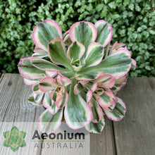 Load image into Gallery viewer, Aeonium 'Marnier Lapostolle' Variegated