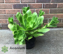 Load image into Gallery viewer, Aeonium cuneatum