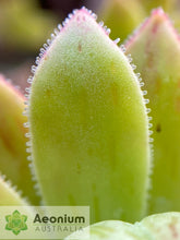 Load image into Gallery viewer, Aeonium x hybridum