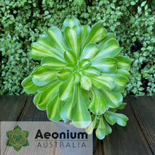 Load image into Gallery viewer, Aeonium 'Albovariegatum' Reverse Variegation
