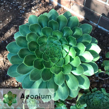 Load image into Gallery viewer, Aeonium 'Green Goddess'