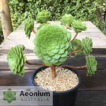 Load image into Gallery viewer, Aeonium x anagense aka 'Pancakes'