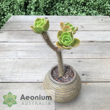 Load image into Gallery viewer, Aeonium smithii