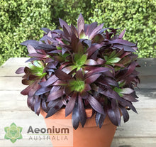 Load image into Gallery viewer, Aeonium 'Du Rozzen'