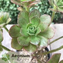 Load image into Gallery viewer, Aeonium 'Scarlet Rose'