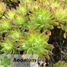 Load image into Gallery viewer, Aeonium x hybridum