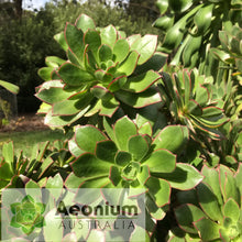 Load image into Gallery viewer, Aeonium decorum var. guarimiarense