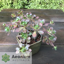 Load image into Gallery viewer, Aeonium saundersii