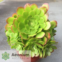 Load image into Gallery viewer, Aeonium 'Blushing Beauty'