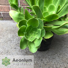 Load image into Gallery viewer, Aeonium cuneatum