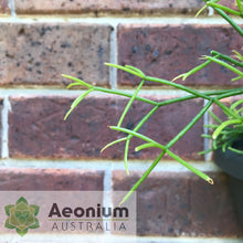 Load image into Gallery viewer, Rhipsalis teres f. prismatica