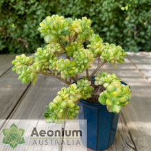 Load image into Gallery viewer, Aichryson bethencourtianum Variegated
