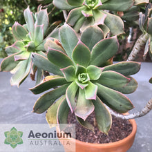 Load image into Gallery viewer, Aeonium percarneum var. guiaense