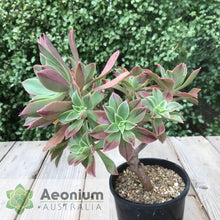Load image into Gallery viewer, Aeonium leucoblepharum (Yemen Form)