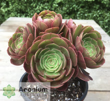 Load image into Gallery viewer, Aeonium 'Madeira Rose'