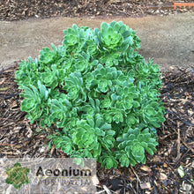 Load image into Gallery viewer, Aeonium castello-paivae