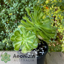 Load image into Gallery viewer, Aeonium 'Albovariegatum' Reverse Variegation