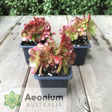 Load image into Gallery viewer, Aeonium 'Blushing Beauty' Crest