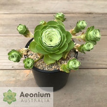 Load image into Gallery viewer, Aeonium dodrantale