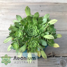 Load image into Gallery viewer, Aeonium 'Cupcake'