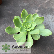 Load image into Gallery viewer, Aeonium nobile
