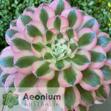 Load image into Gallery viewer, Aeonium 'Pink Witch'