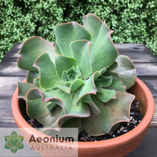 Load image into Gallery viewer, Aeonium valverdense