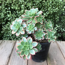 Load image into Gallery viewer, Aeonium 'Dream Color'