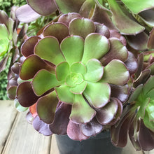 Load image into Gallery viewer, Aeonium 'Velour'