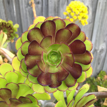Load image into Gallery viewer, Aeonium 'Atropurpureum'