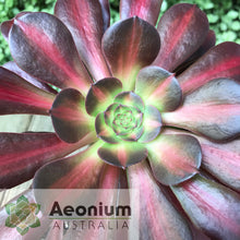Load image into Gallery viewer, Aeonium 'Kilimanjaro'