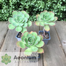 Load image into Gallery viewer, Aeonium escobarii