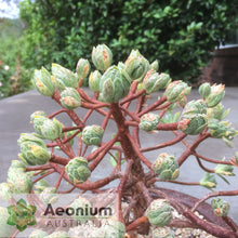 Load image into Gallery viewer, Aeonium x hybridum