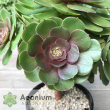 Load image into Gallery viewer, Aeonium 'Madeira Rose'