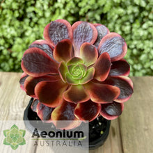 Load image into Gallery viewer, Aeonium 'Superbang'