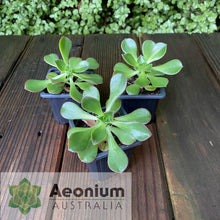 Load image into Gallery viewer, Aeonium volkerii