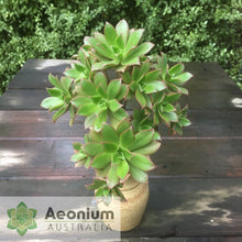 Load image into Gallery viewer, Aeonium decorum 'Fairy Wings'