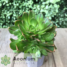Load image into Gallery viewer, Aeonium 'Bronze Medal'