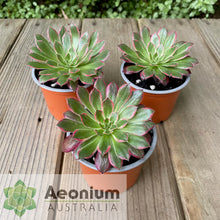 Load image into Gallery viewer, Aeonium 'Peacock'